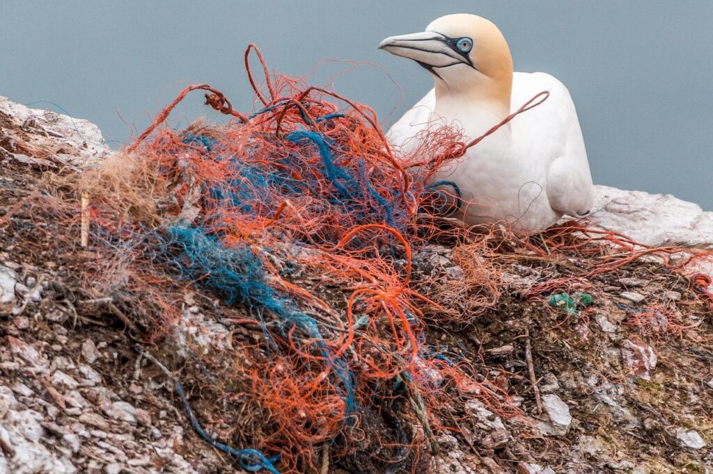 Safety net, spirit network, plastic waste, marine pollution, environmental pollution, plastic, danger, bird die, sea birds, rock breeder, nesting material, helgoland, pollution, littering, web, fishing net, plastic waste, plastic, plastic, pollution, pollution, pollution, pollution, pollution